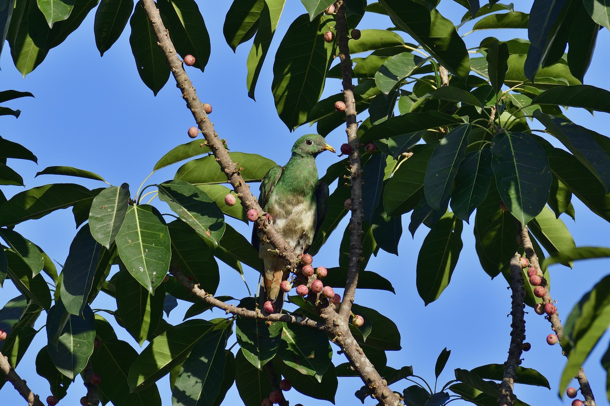 Black-chinned Fruit-Dove - ML407769051