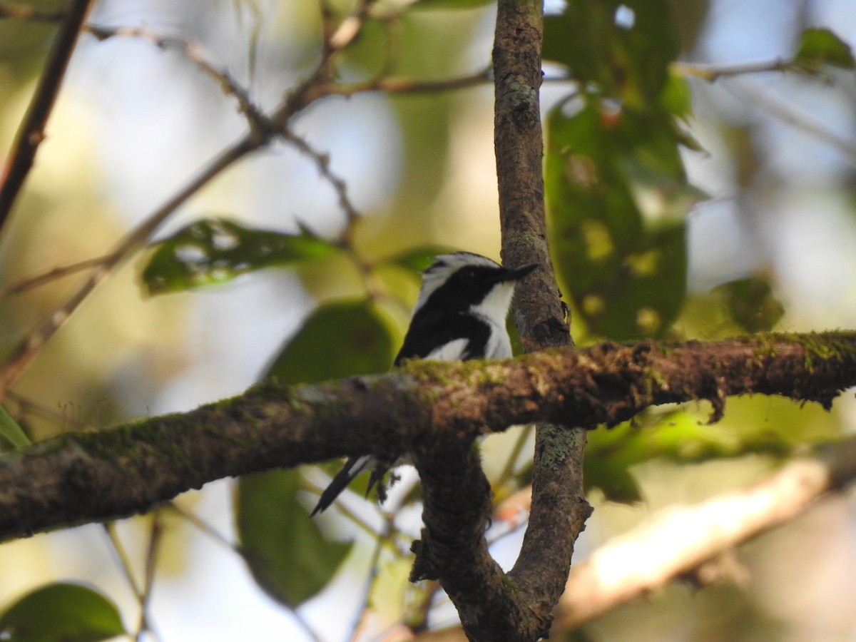 Little Pied Flycatcher - ML407769551