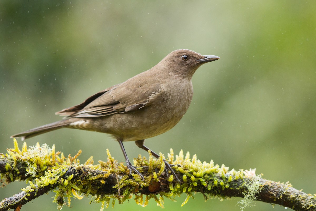 Mountain Thrush - Ilya Povalyaev