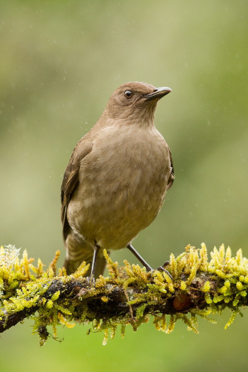 Mountain Thrush - Ilya Povalyaev