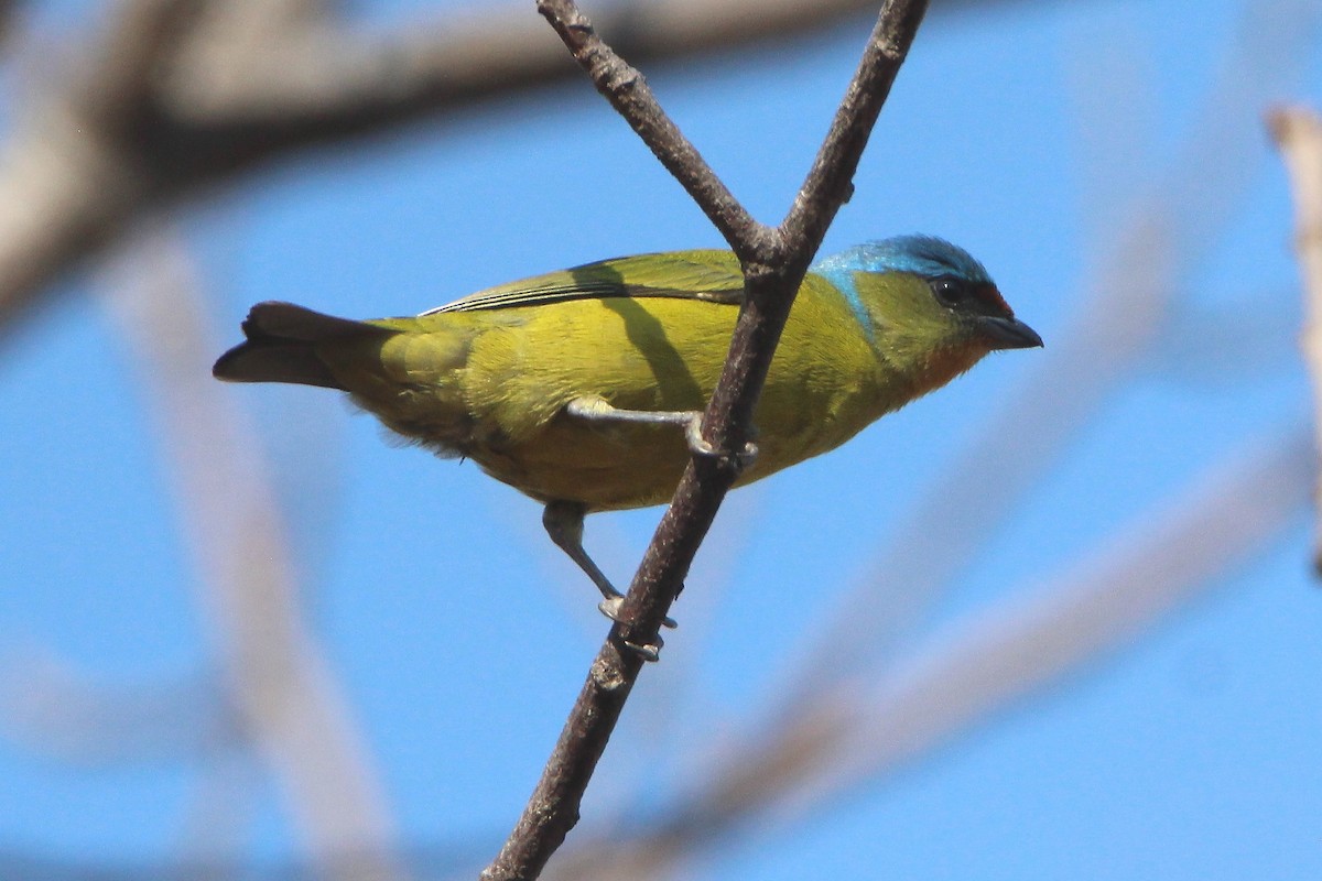 Elegant Euphonia - ML407770321