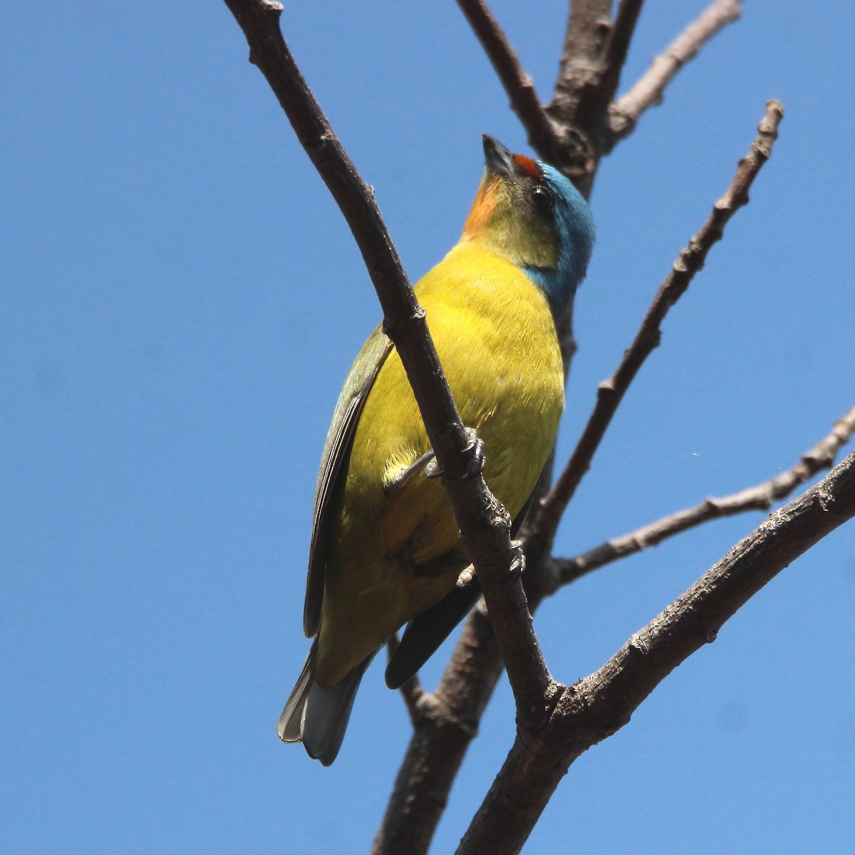 Elegant Euphonia - ML407770351