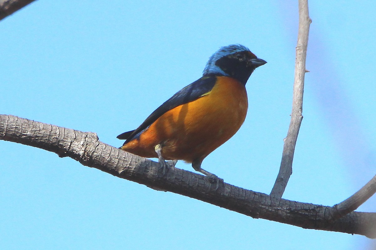 Elegant Euphonia - ML407770361