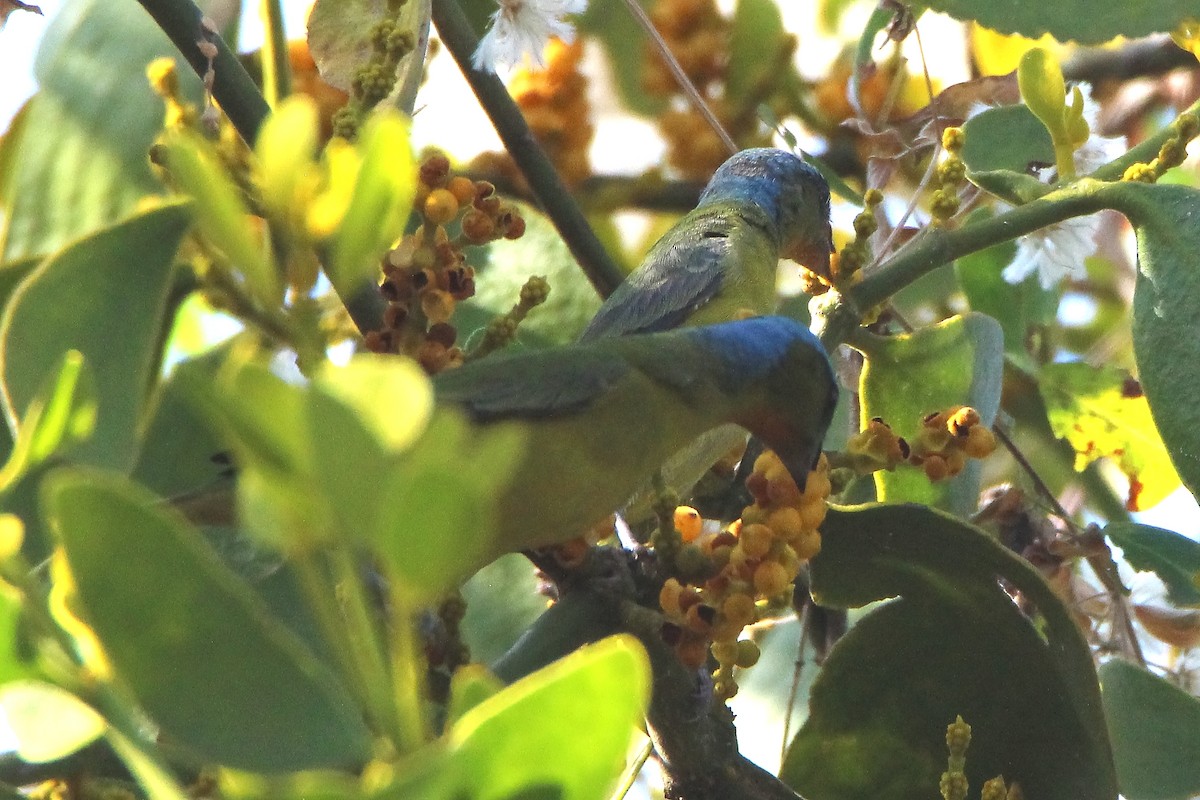 Elegant Euphonia - ML407770381