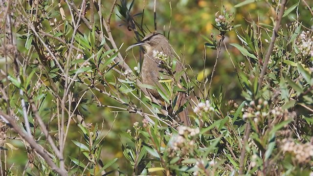 California Thrasher - ML407773321