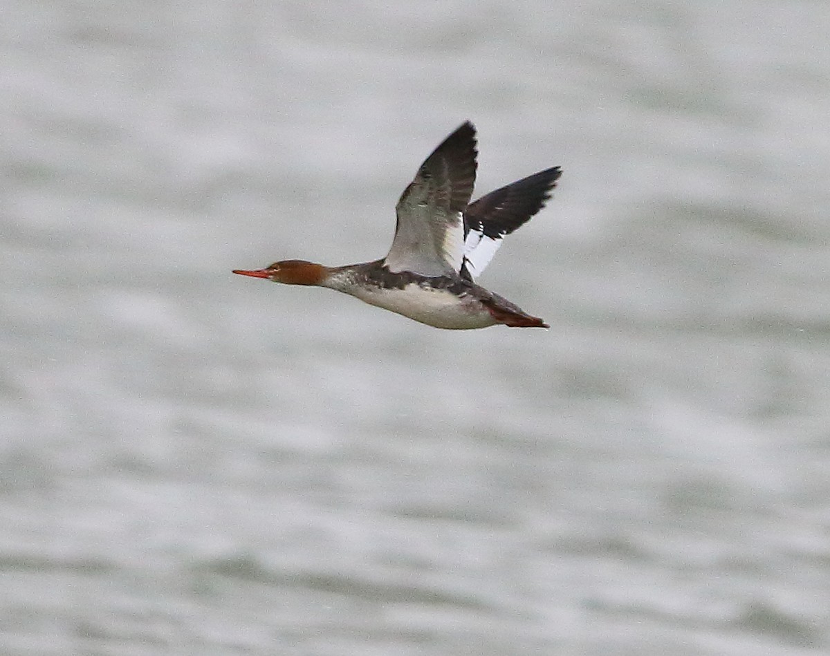 Red-breasted Merganser - ML407774271