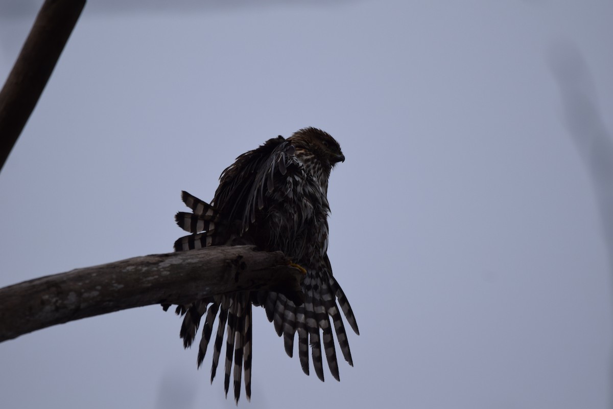 Cooper's Hawk - ML407775161