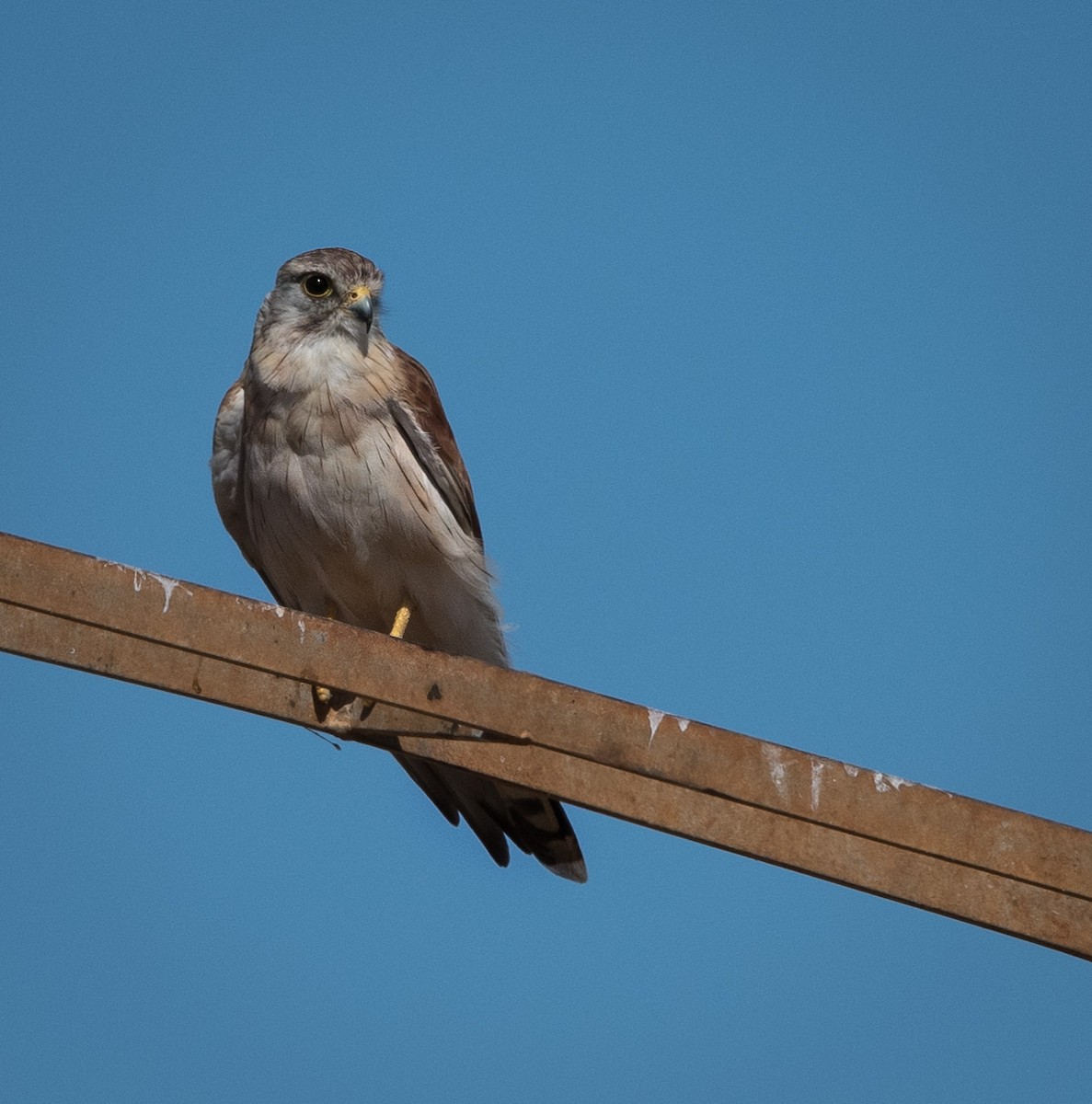 Nankeen Kestrel - ML407775751