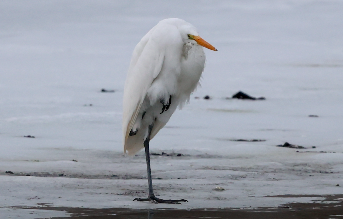 Great Egret (American) - ML407776801