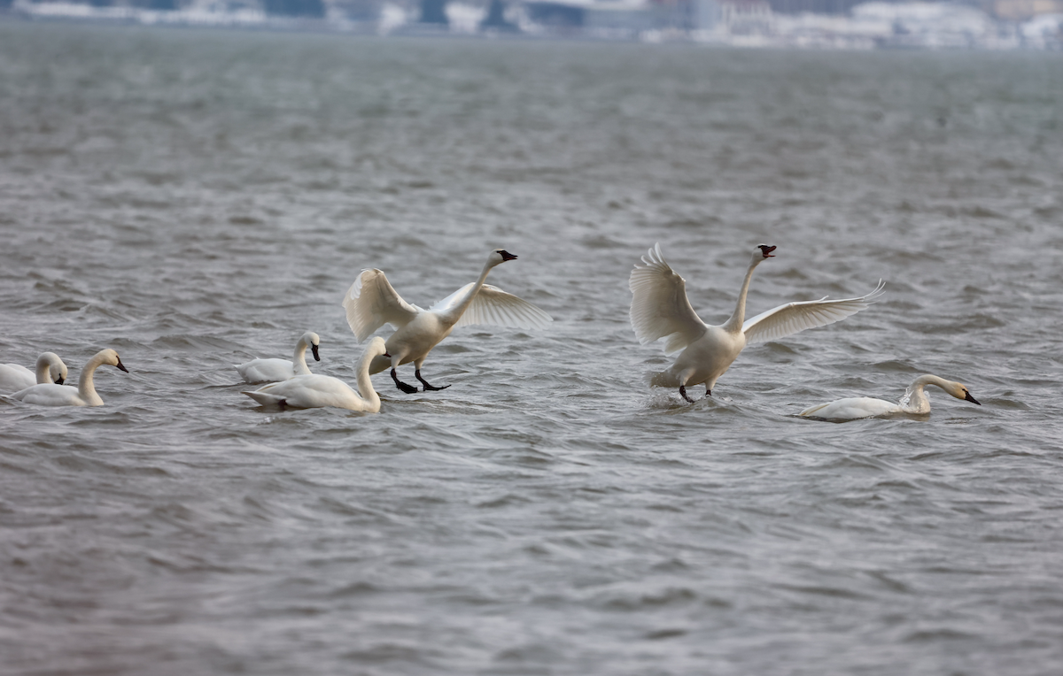Tundra Swan - ML407776861