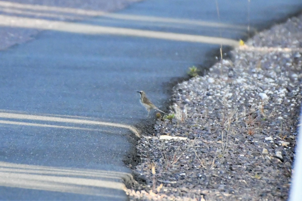 Goldscheitel-Honigfresser - ML407777361