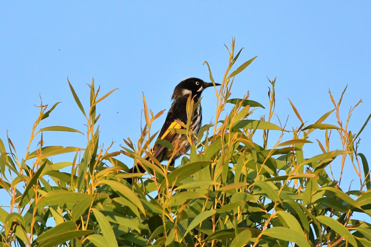 New Holland Honeyeater - ML407777371