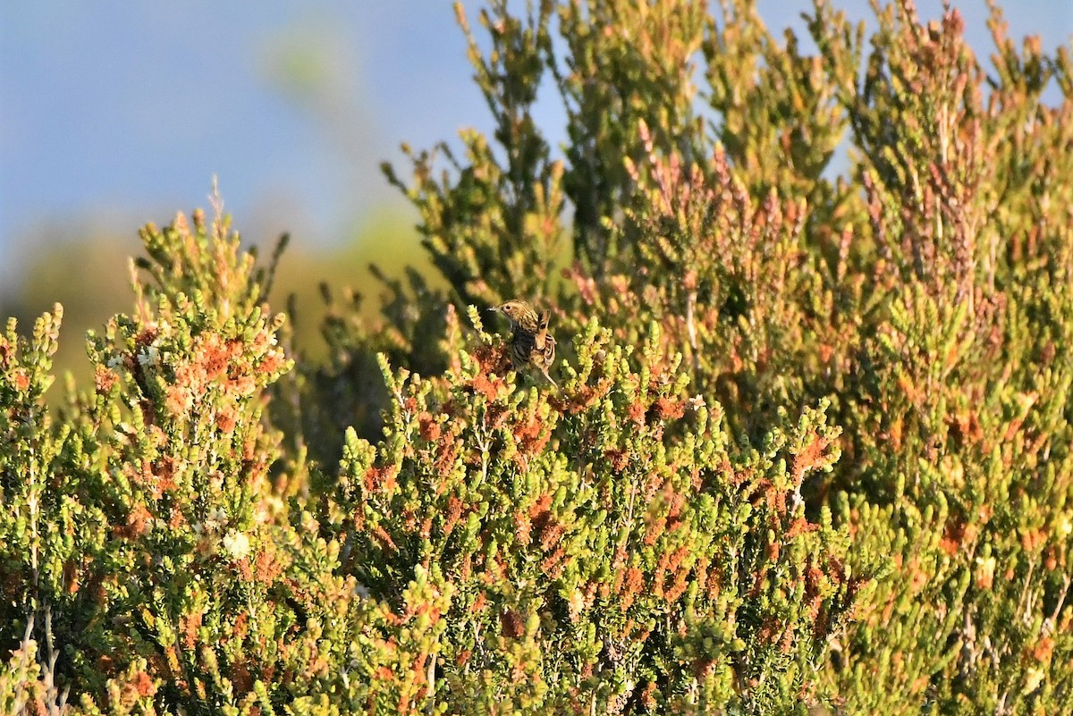Striated Fieldwren - ML407777411