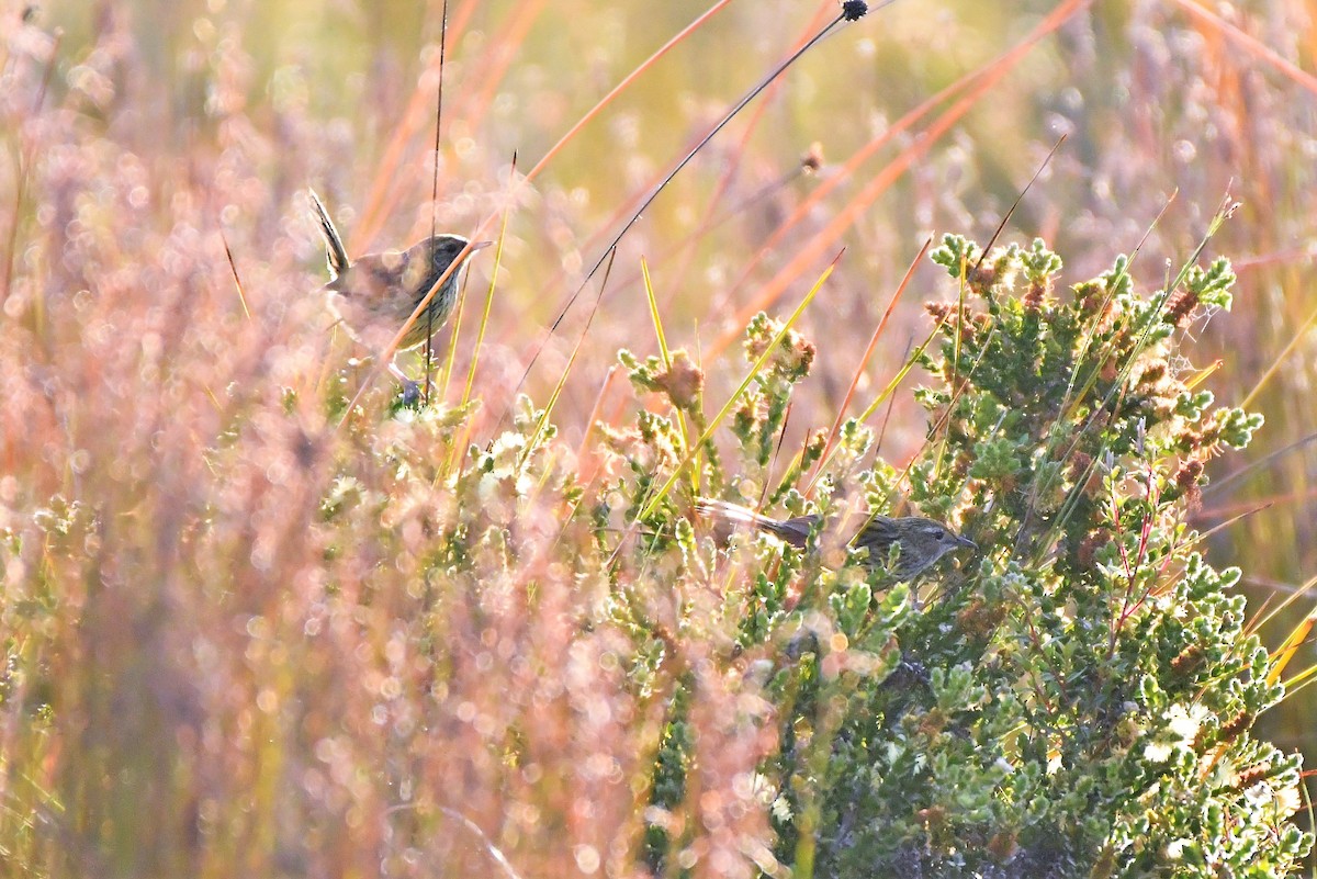 Striated Fieldwren - ML407777421