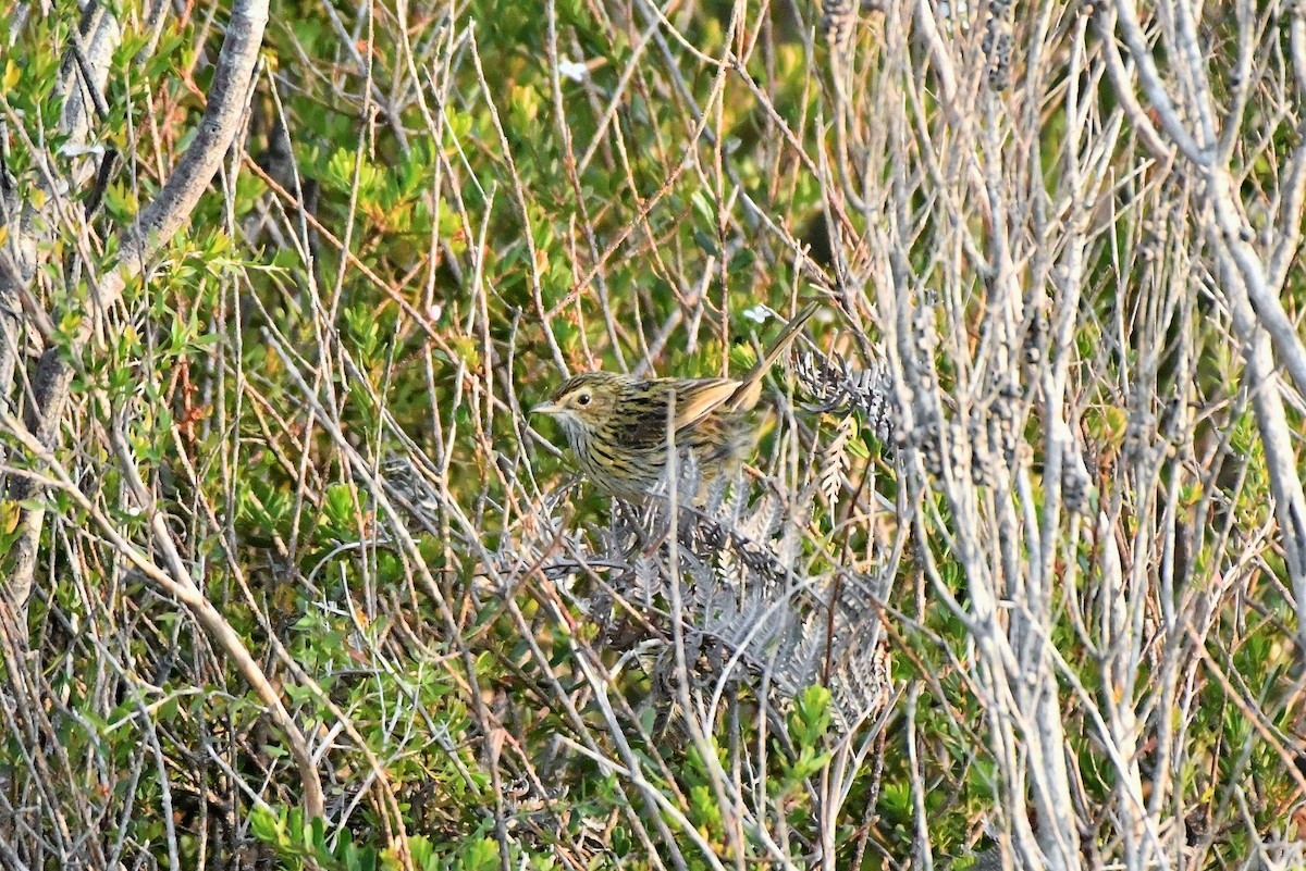 Strichelhuscher - ML407777431