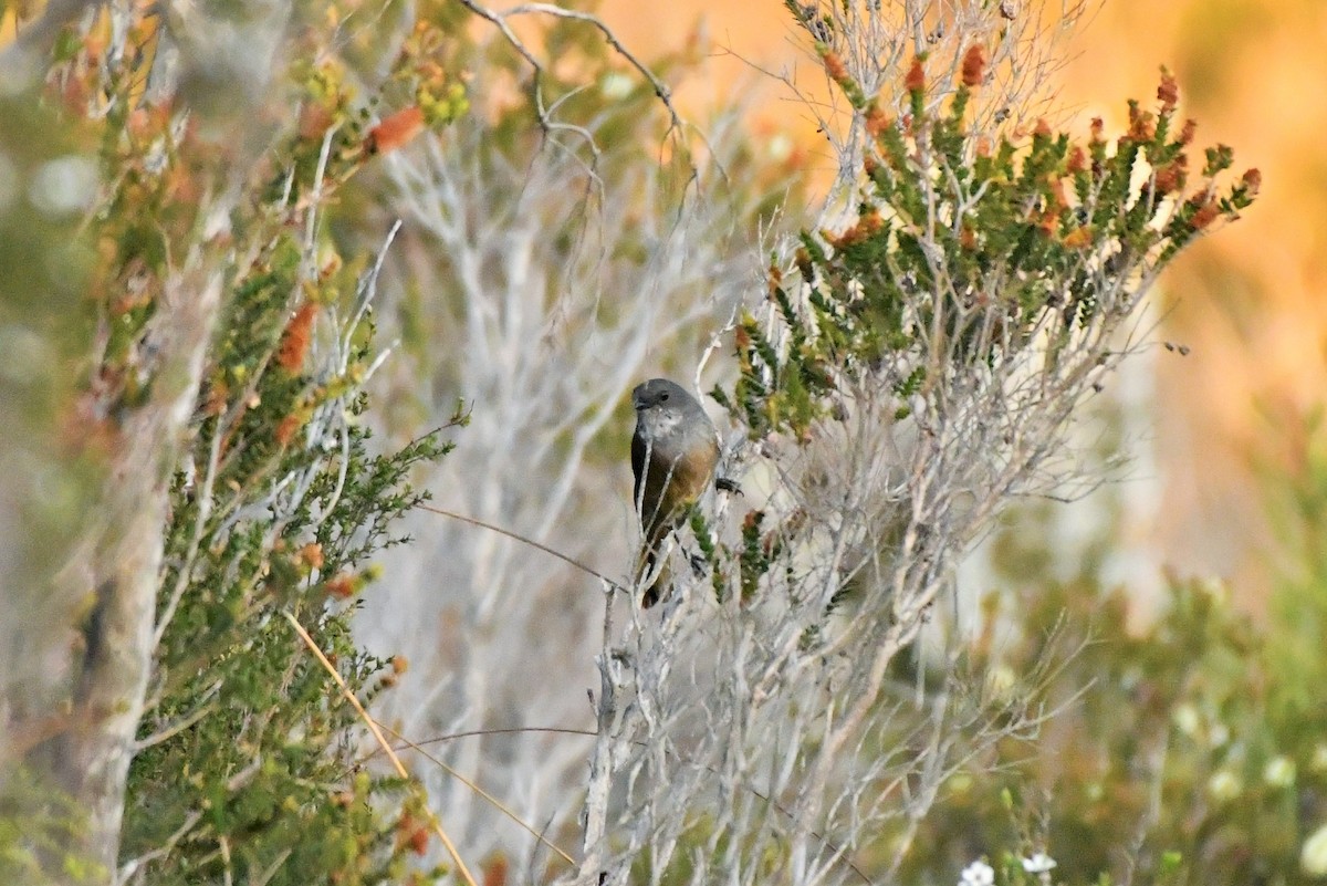 Schuppenkehl-Dickkopf - ML407777441