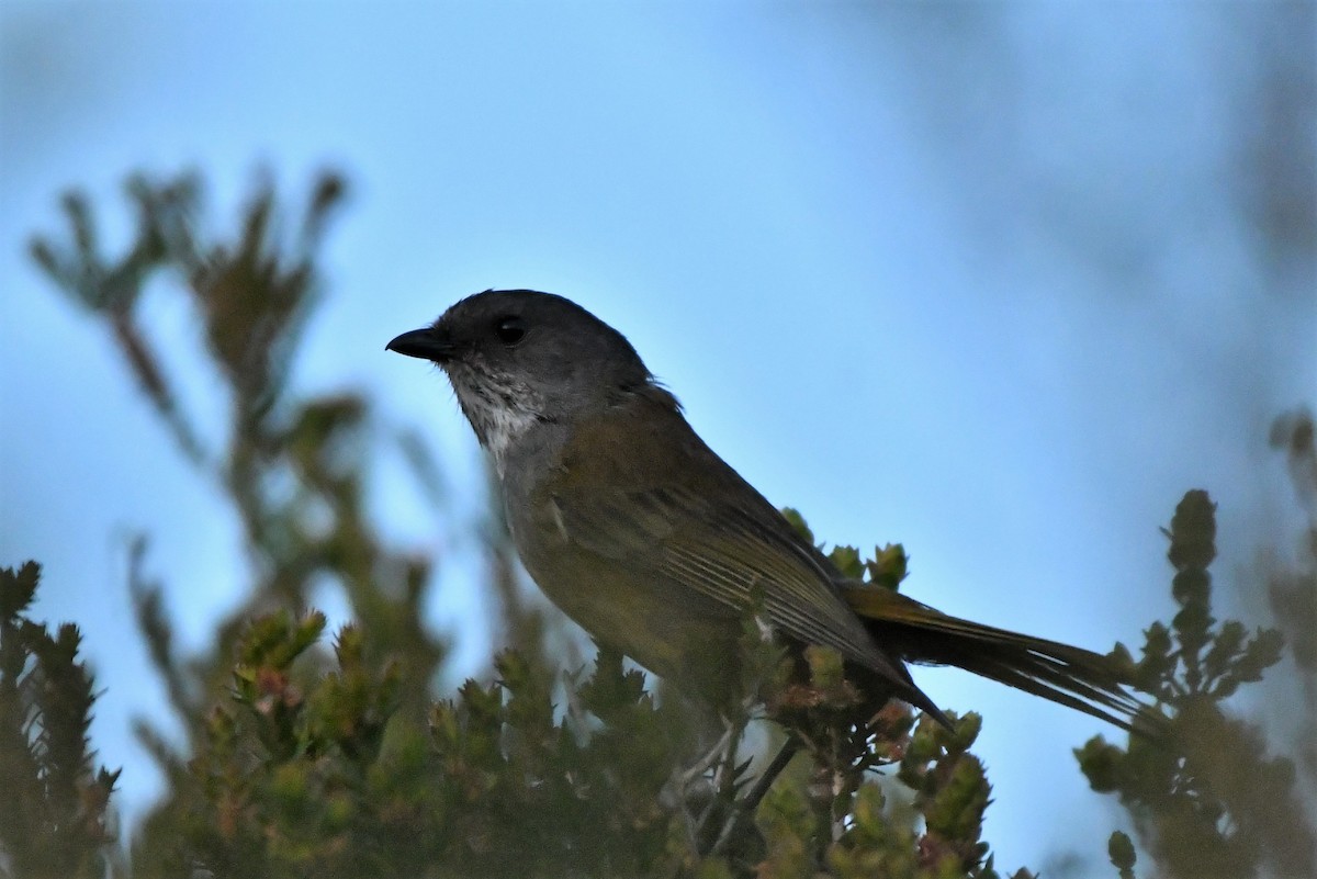 Schuppenkehl-Dickkopf - ML407777451