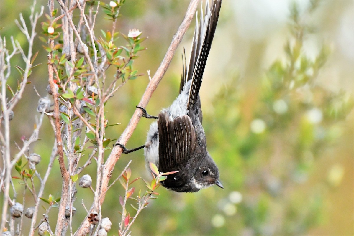 Gray Fantail (albiscapa) - ML407777501