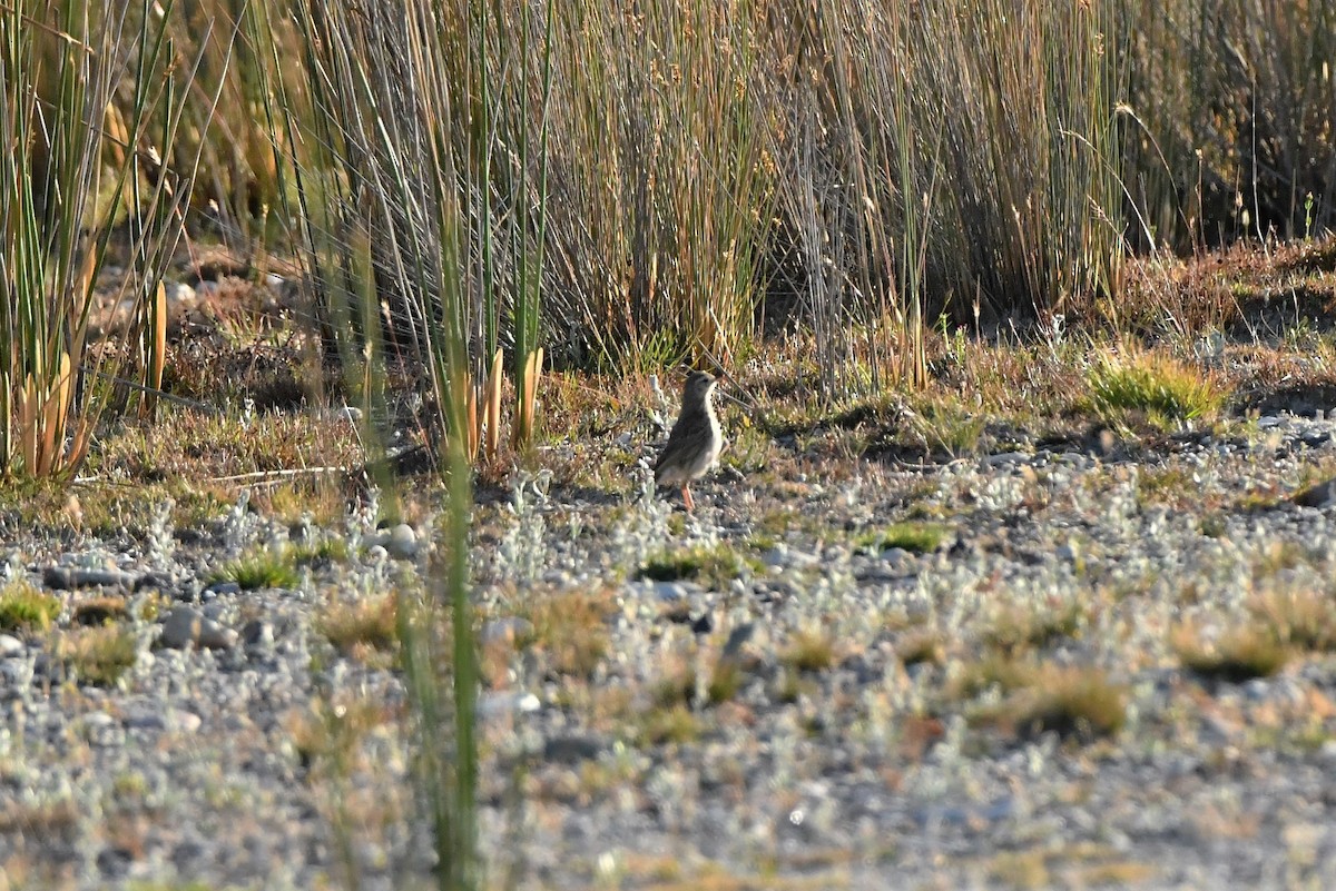 Australian Pipit - ML407777521