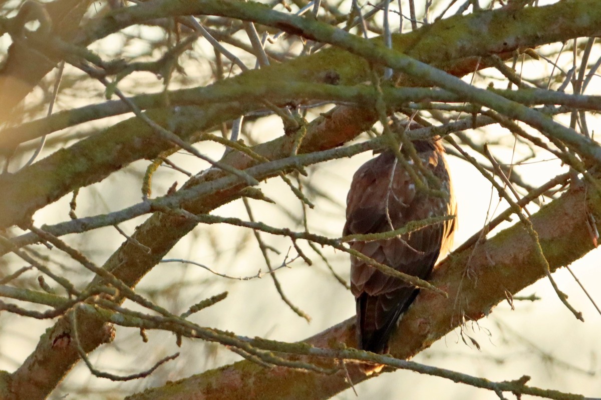 Common Buzzard - ML407777691