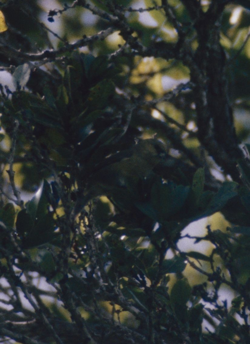 Kauai-Akepakleidervogel - ML407778121