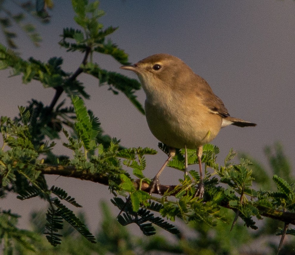Booted Warbler - ML407780661
