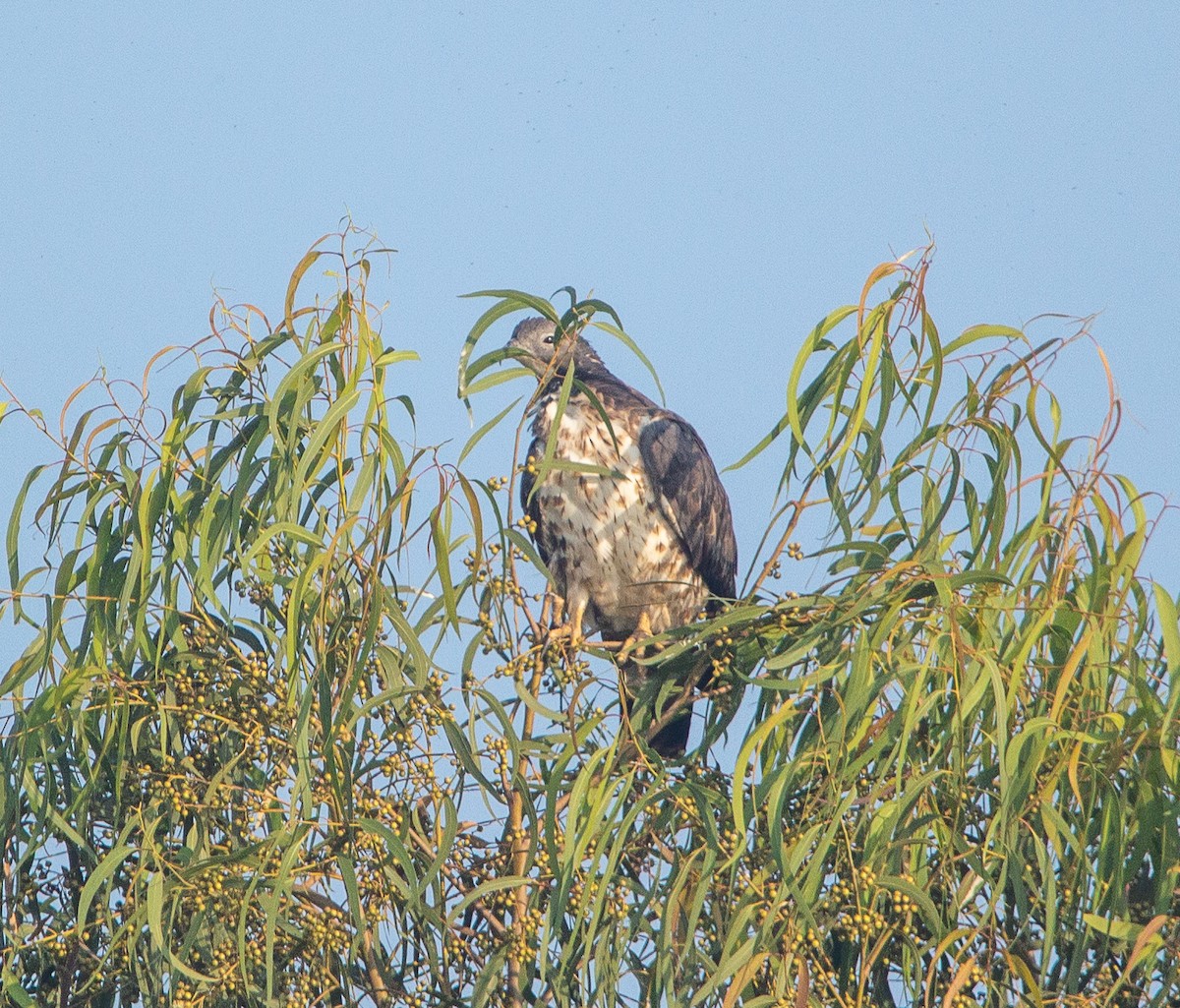 Oriental Honey-buzzard - ML407780771