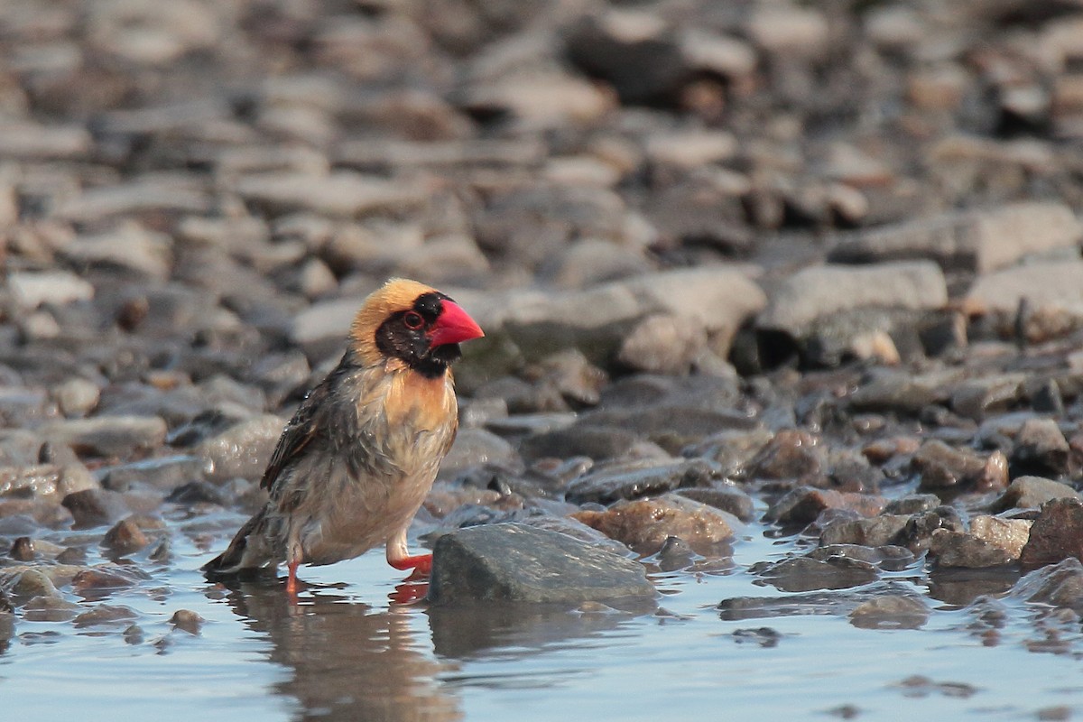 Red-billed Quelea - ML407781861