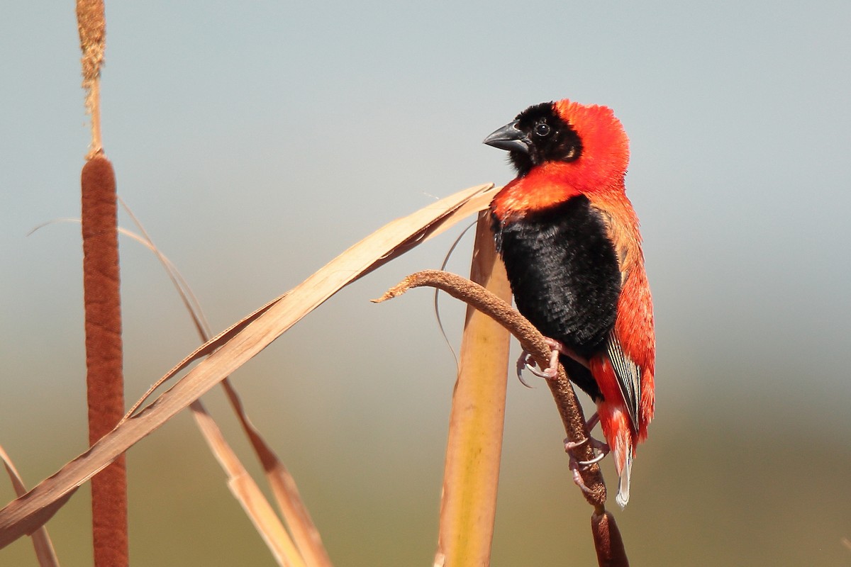 Southern Red Bishop - ML407781871