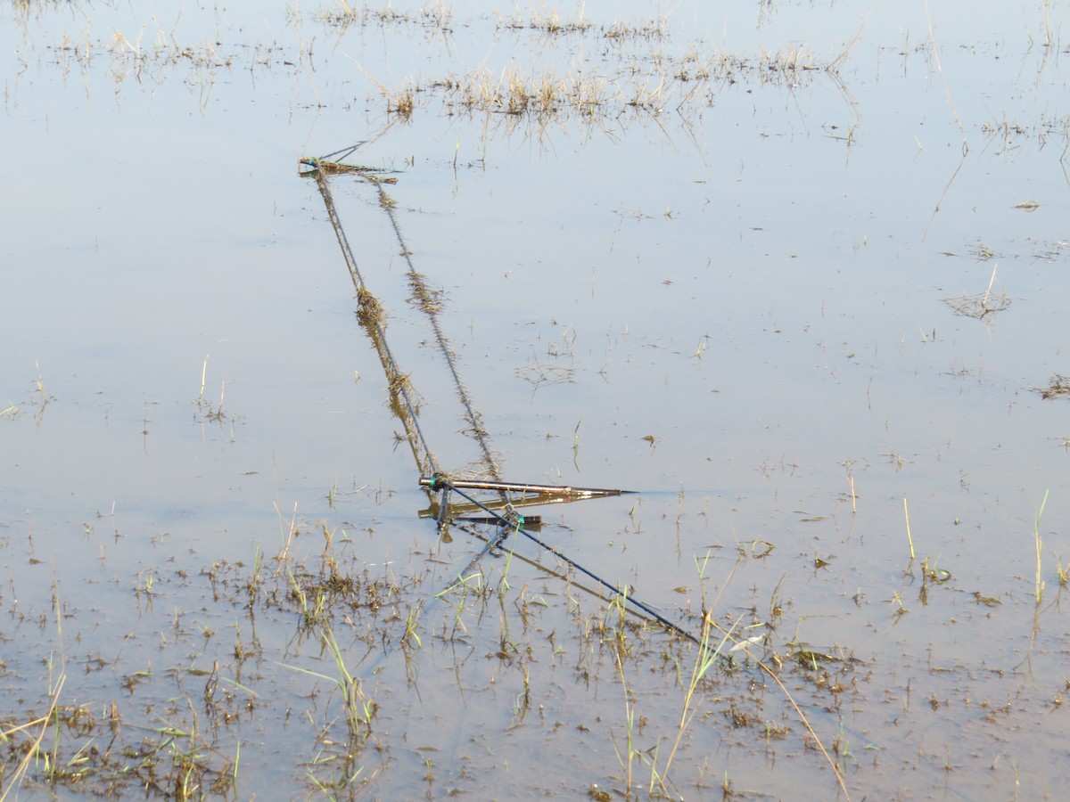 Indian Spot-billed Duck - ML407781911