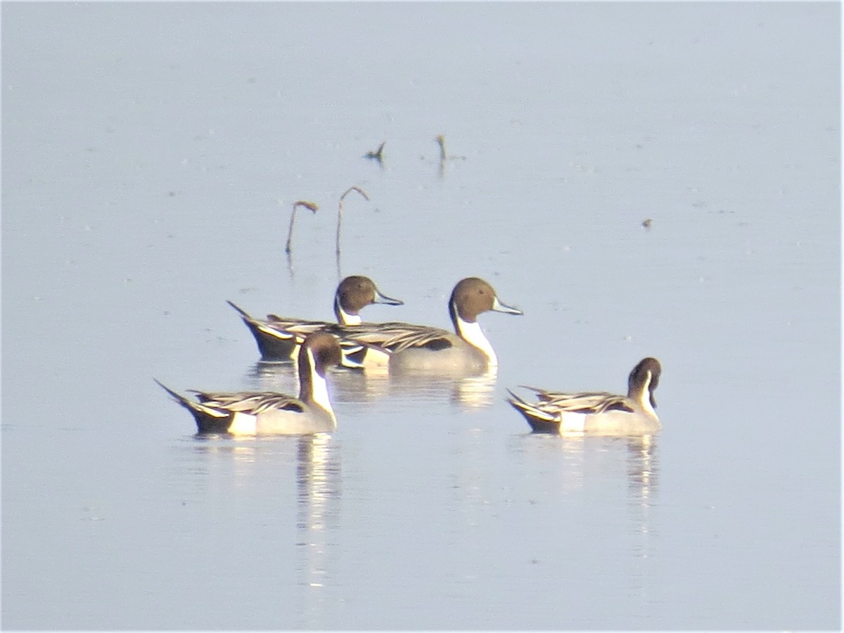 Northern Pintail - Chris Bowden