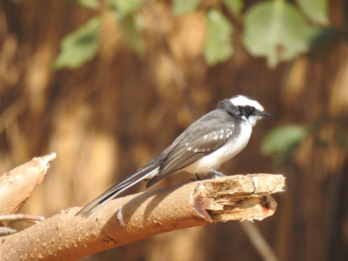 White-browed Fantail - ML407782011