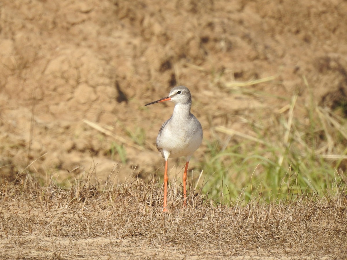 Spotted Redshank - ML407782061