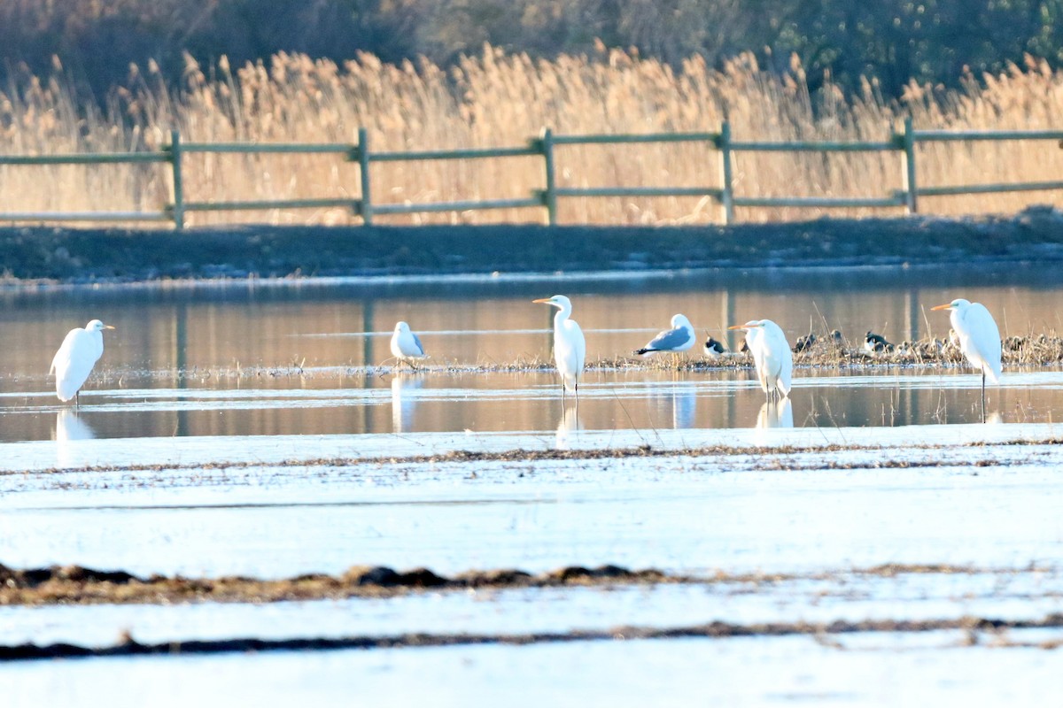 Great Egret - Ana María Meseguer Martínez