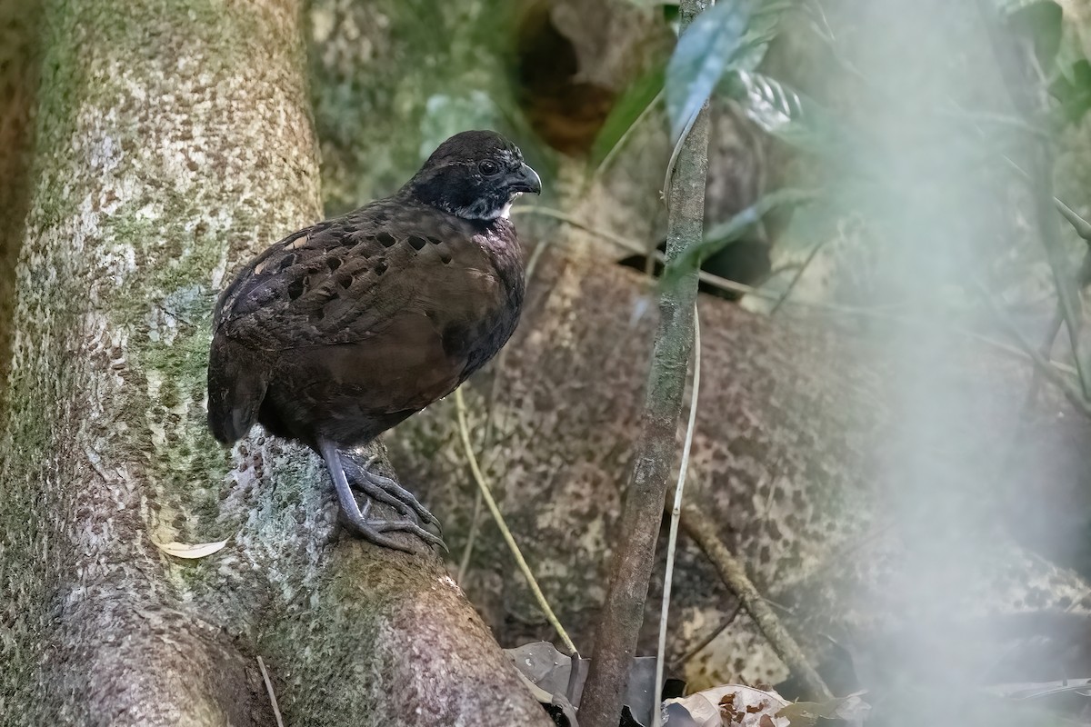 Black-breasted Wood-Quail - ML407783801