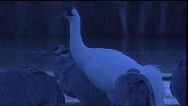 Whooping Crane - ML407784