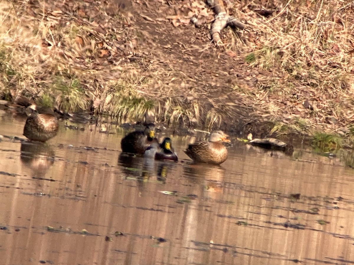 American Black Duck - ML407784111