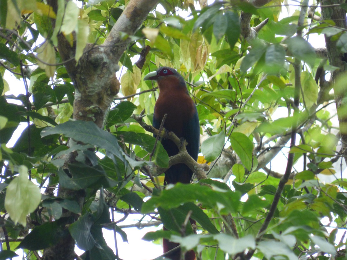 Chestnut-breasted Malkoha - Baderol Sham