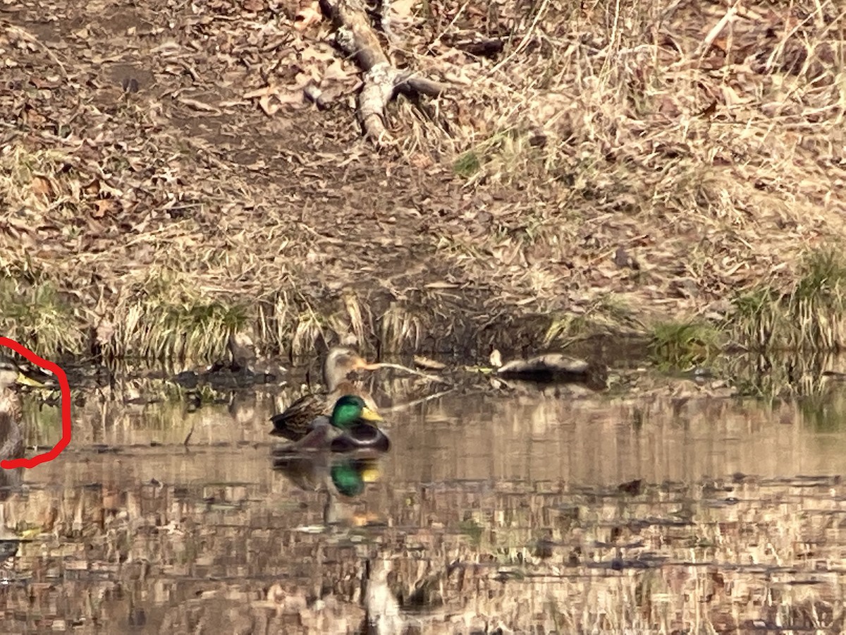 American Black Duck - Simon Harvey