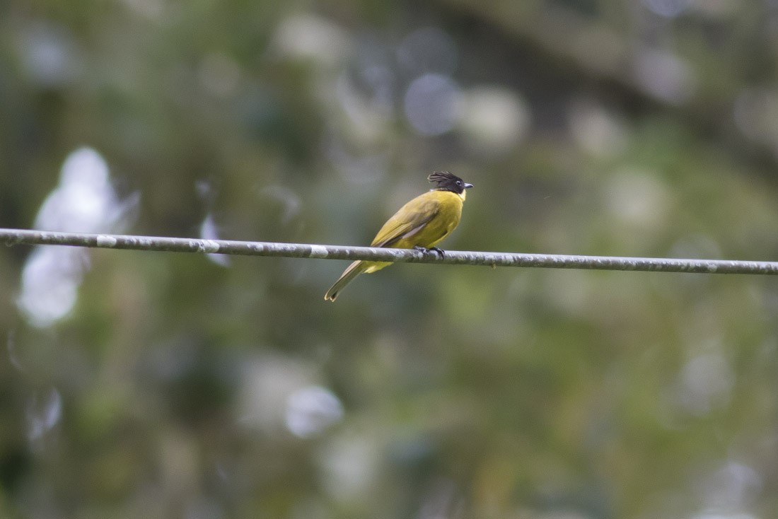 Bornean Bulbul - Michael Todd