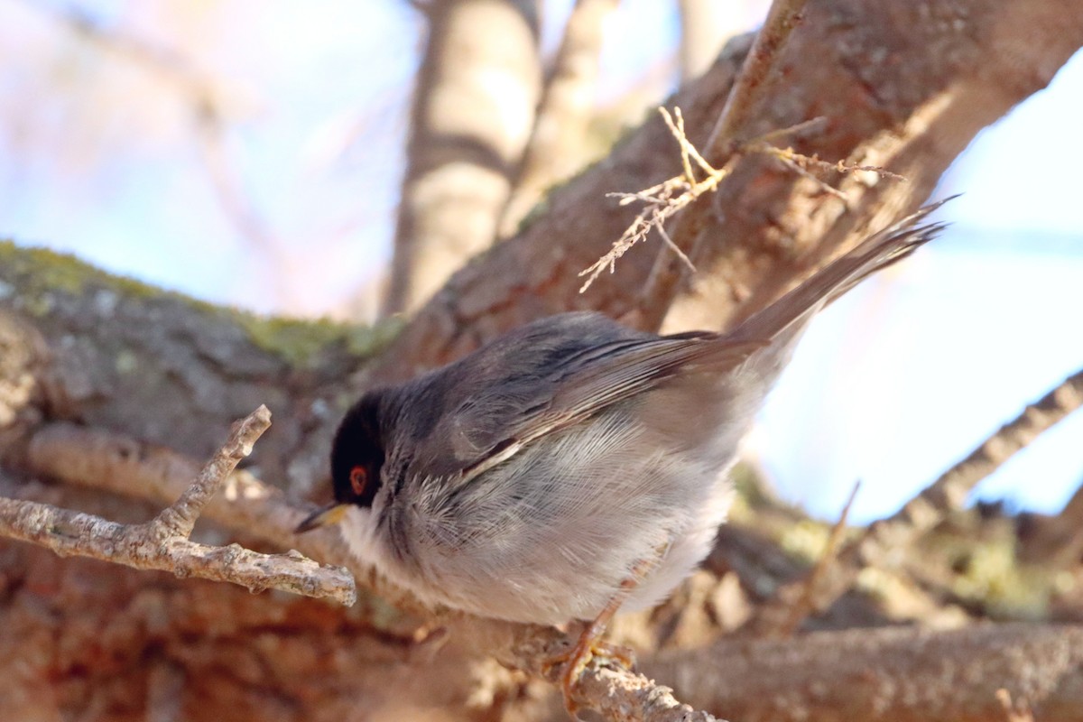 Sardinian Warbler - ML407785261