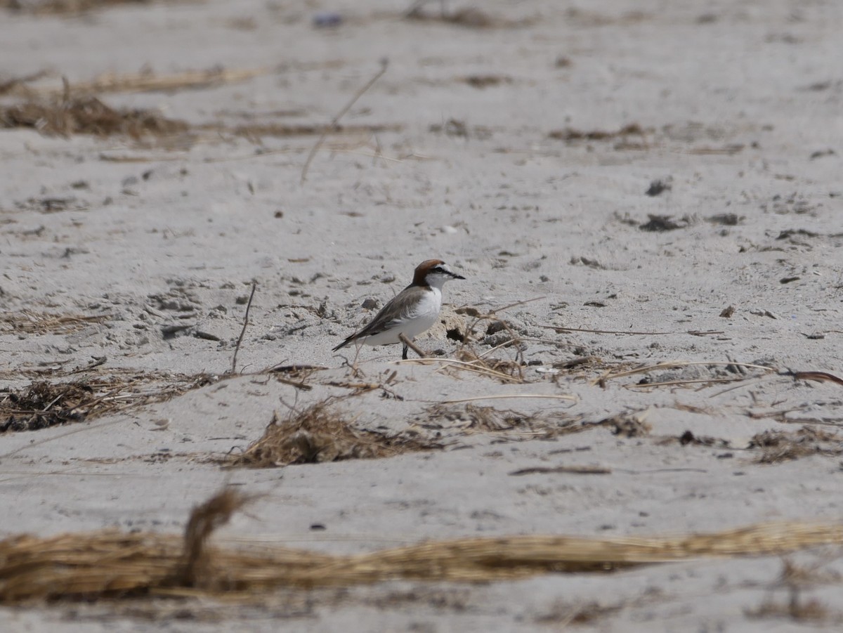 Red-capped Plover - ML407786041