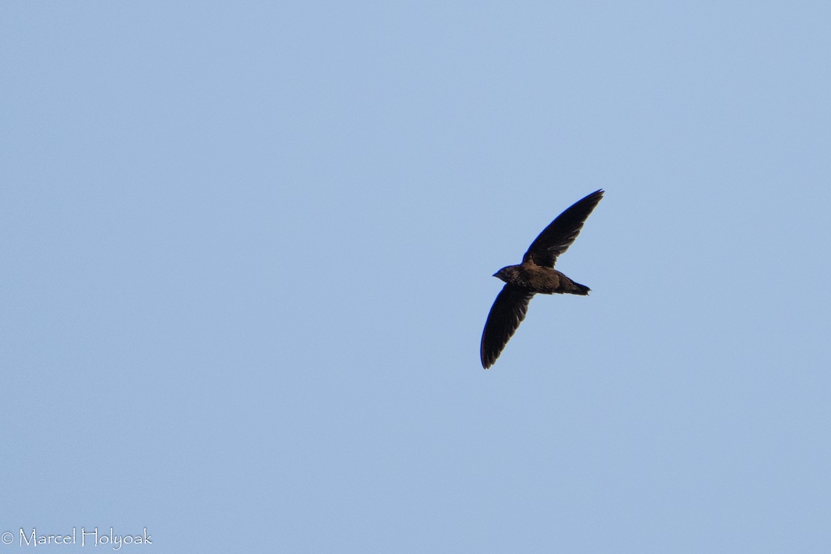 Black Spinetail - ML407787221