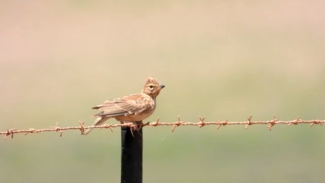 Large-billed Lark - ML407787521