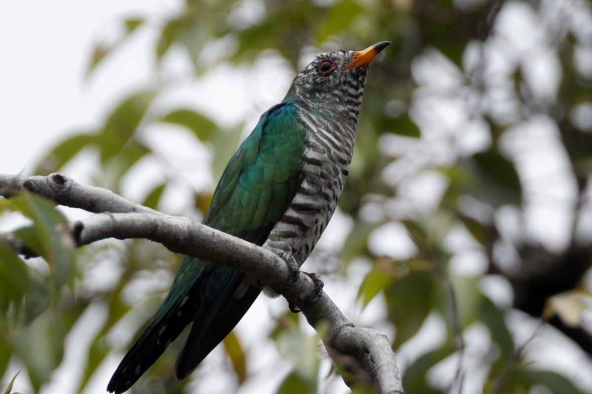 Asian Emerald Cuckoo - Julie Edgley
