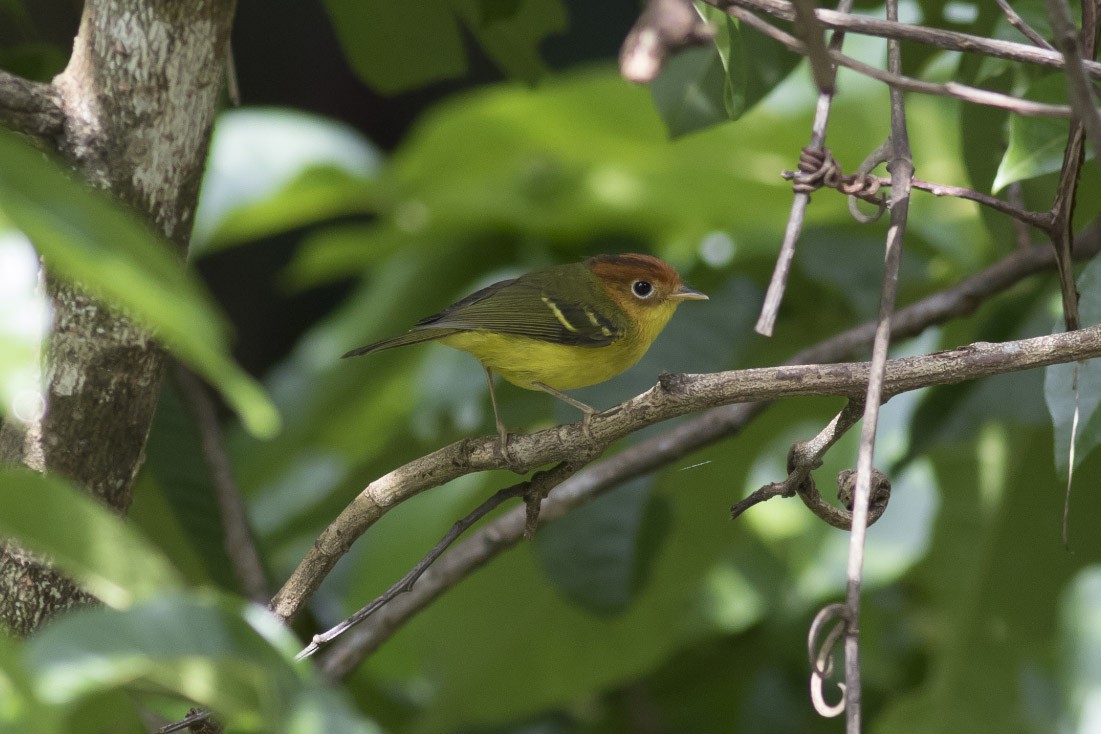 Yellow-breasted Warbler - ML40778991