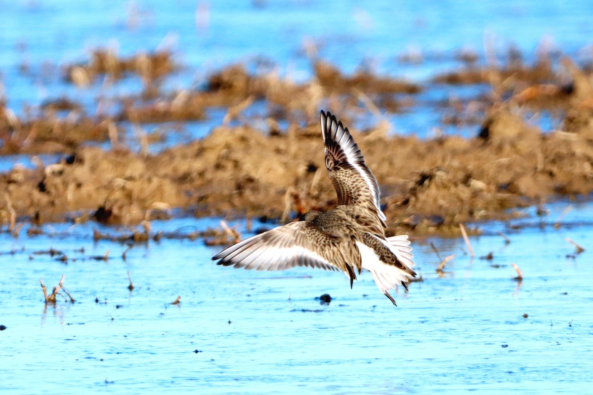 Dunlin - Ana María Meseguer Martínez