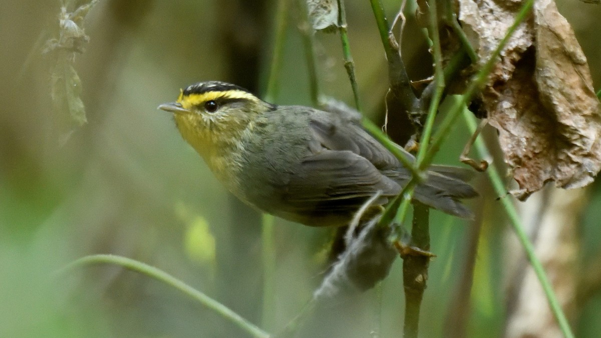 Yellow-throated Fulvetta - ML407790771