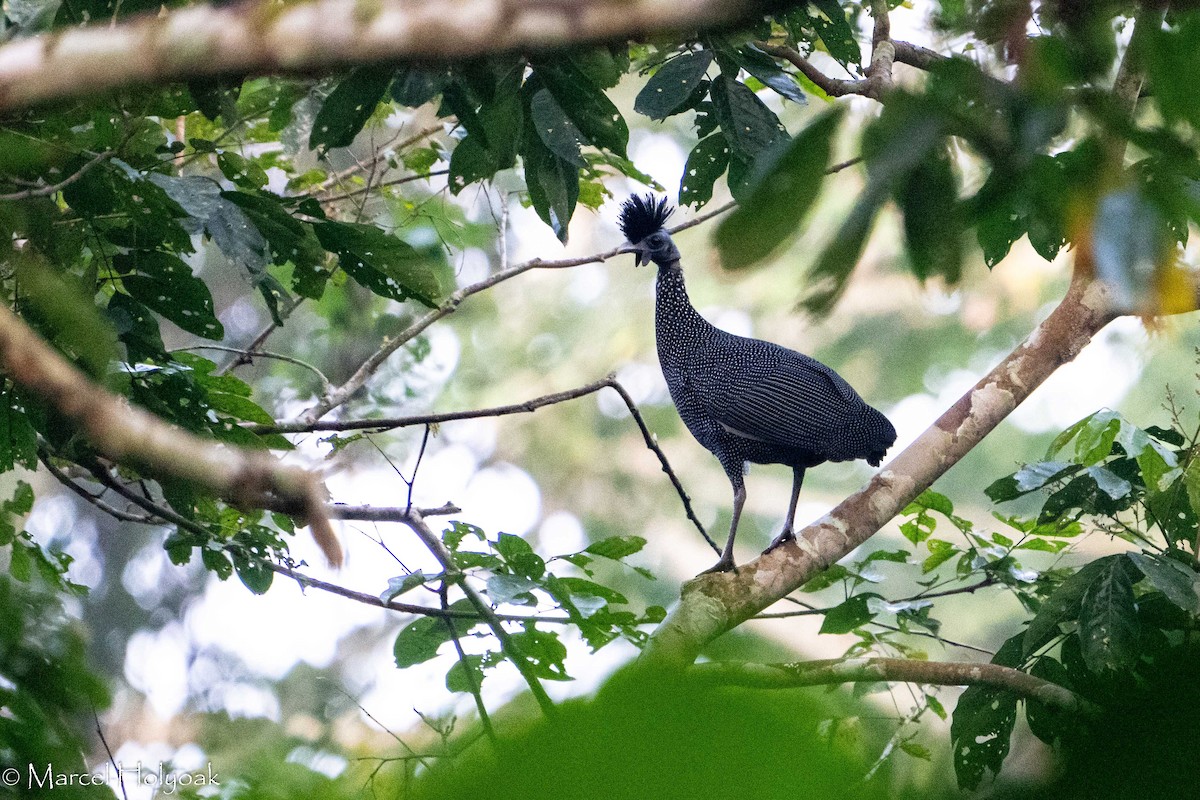 コカンムリホロホロチョウ - ML407791241