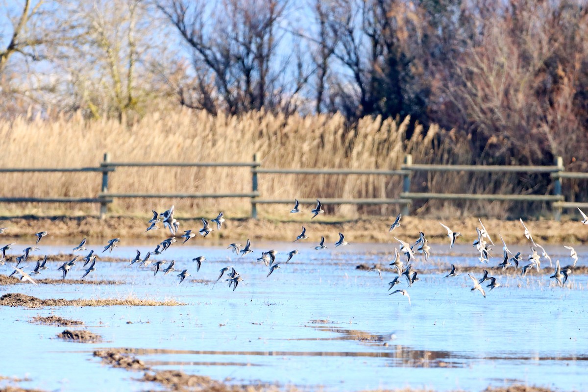 Dunlin - ML407792641